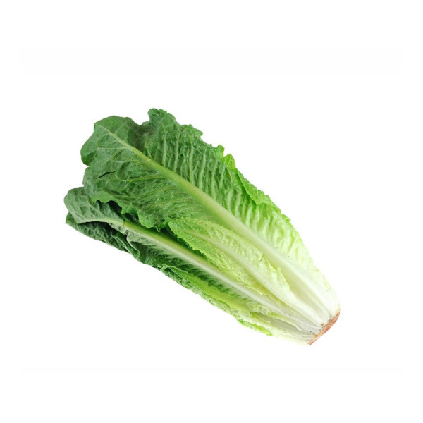 ICEBERG LETTUCE WASHED & CHECKED PASSOVER